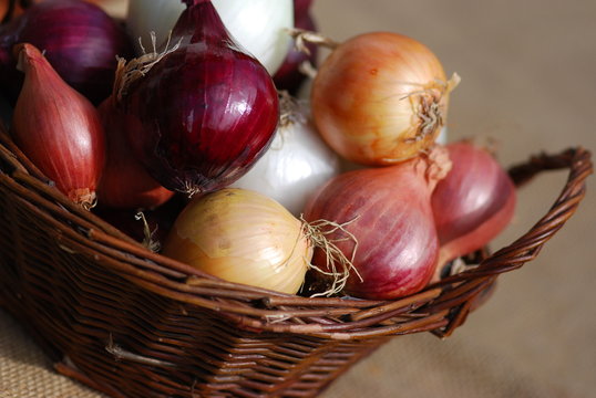 Zwiebelernte verschiedene Zwiebeln Allium