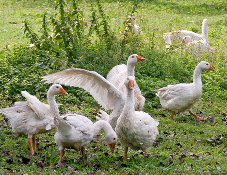 G&auml;nseschar 1