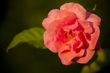 Rose du jardin