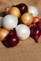 Zwiebelernte verschiedene Zwiebeln Allium