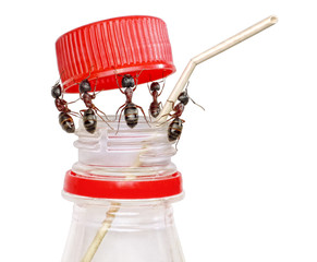 team of ants opening bottle and inserting pipe, isolated