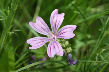 Fototapeta premium Closeup of Flower