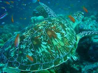 Turtle