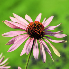 Fototapeta premium Echinacea purpurea, Blüte