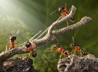team of ants breaking down rusty tree - obrazy, fototapety, plakaty