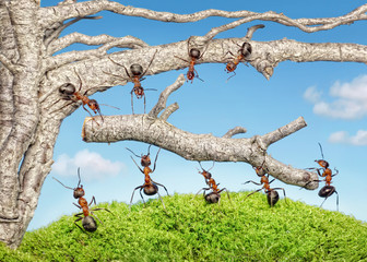 team of ants taking branch from old tree