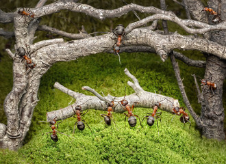 team of ants carries log in rusty forest