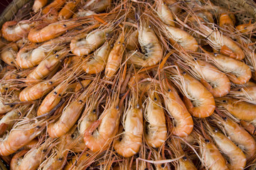 Shrimp