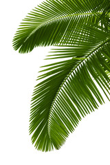 Groene palmboom