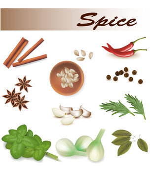 Set of spice. Vector.