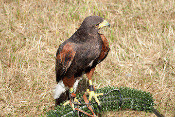 Harris Hawk on stand
