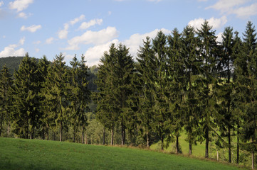 Wald