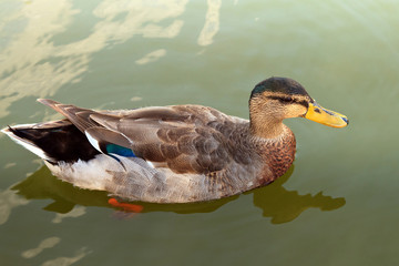 Wild duck in water.