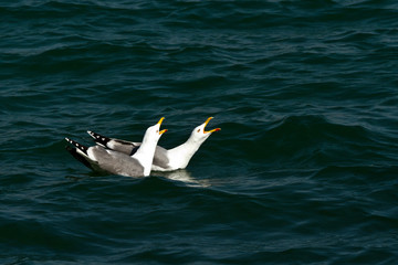Seagulls in discussion.