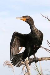 Cormorant Directions