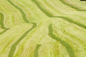 Landwirtschaft. Ernte