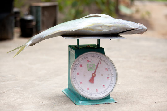 Weighing Fish Images – Browse 1,484 Stock Photos, Vectors, and Video
