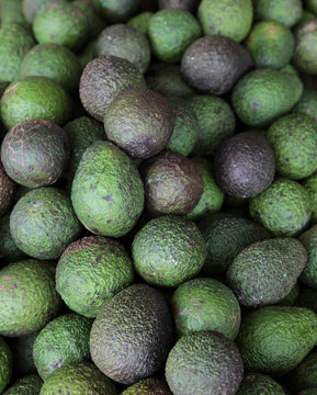 Avocado - Persea gratissima
