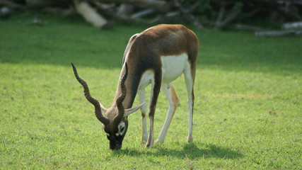 ANTILOPE