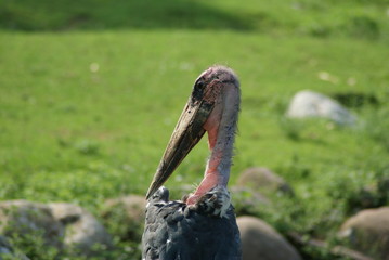 Obraz premium SPAZZINO