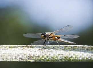 Dragonfly sitting on fence. Macro photo.