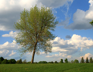 The Tree