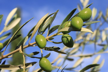 Oliven