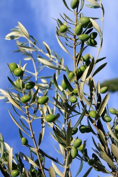 Olivenbaum mit Früchten