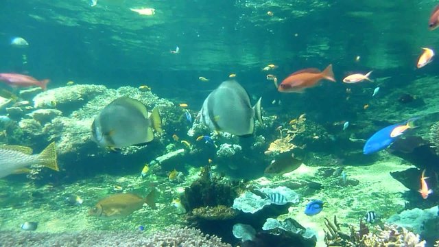 aquarium tropical