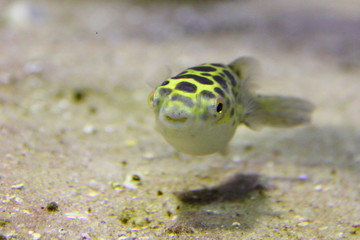 Poisson tropical