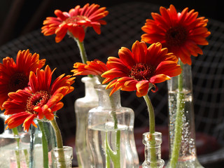 Gerbera in Blumenvasen