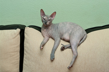 Naked cat on sofa