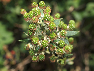 Brombeeren unreif