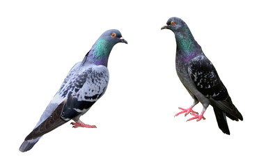 Pigeons