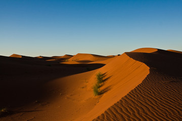Fototapeta na wymiar Sand Dunes in the morning sun