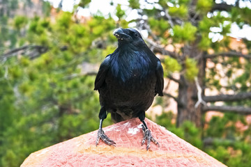Raven at Bryce Canyon National Park, Utah, USA.