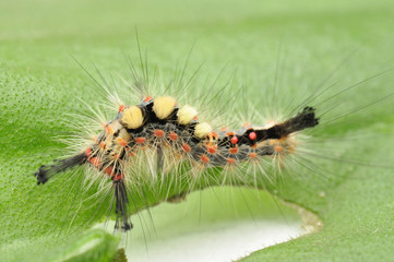 Raupe des Schlehen-Bürstenspinners auf einem Geranienblatt