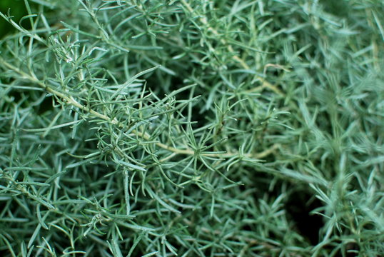 Kerbel