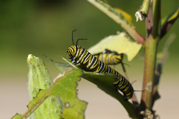 Monarch Butterfly Caterpillar