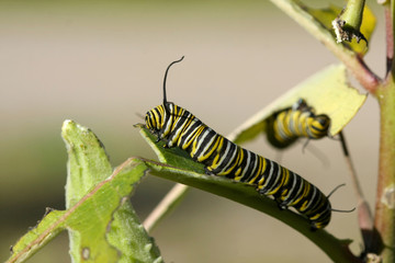 Monarch Butterfly Caterpillar