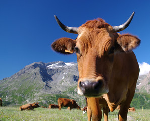 portrait de vache tarine