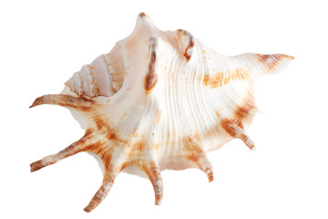 Sea shell