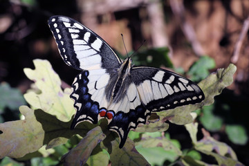 European Swallowtail Butterfly female