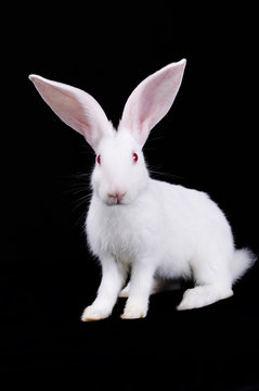 Rabbit