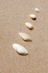 Fototapeta na wymiar Coquillages sur la plage