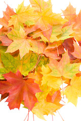 autumn maple leaves