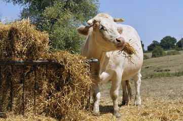 Vache 