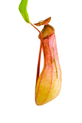 Nepenthes alata,Kannenpflanze, fleischfressende Pflanze,