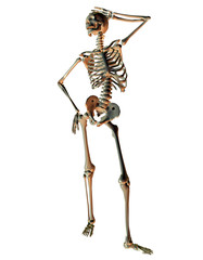 Skelett in Model Pose