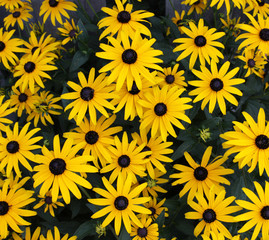 Black-eyed Susan Flower Bed